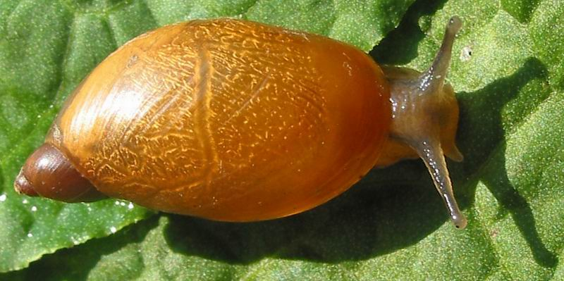 Succinea putris 2.jpg © Snek01