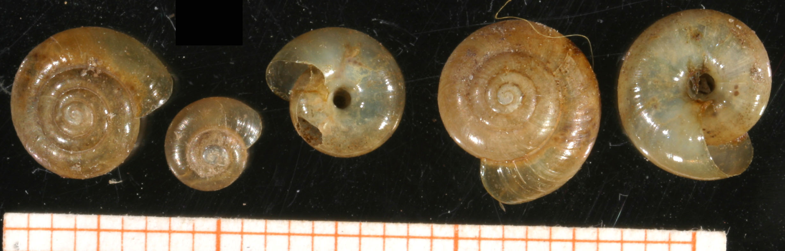Oxychilus alliarius.jpg © Francisco Welter Schultes