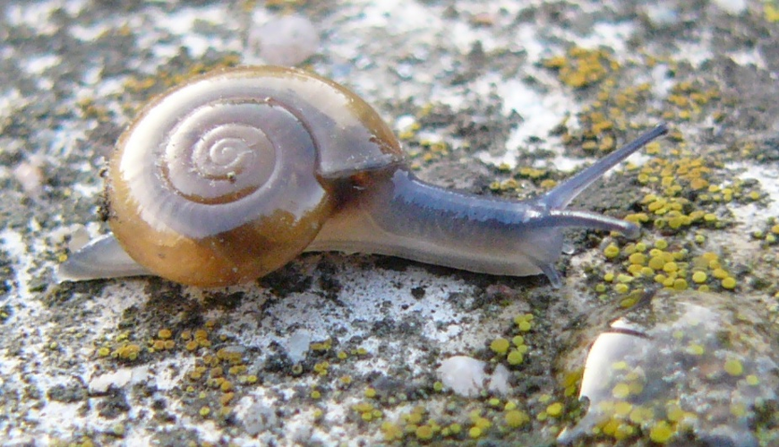 Oxychilus draparnaudi.jpg © Snek01