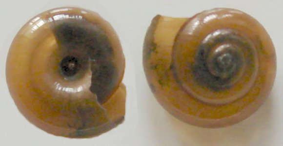 Zonitoides nitidus1pl.jpg © Aung