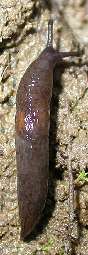 Deroceras laeve.png © Michal Horsák