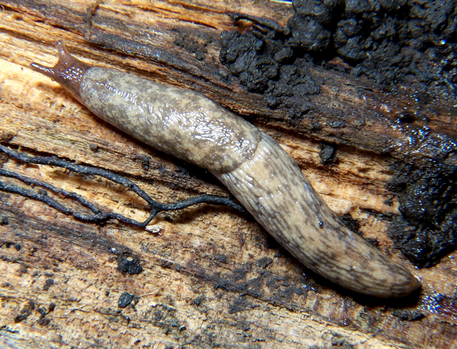 Deroceras reticulatum.JPG © Bruce Marlin