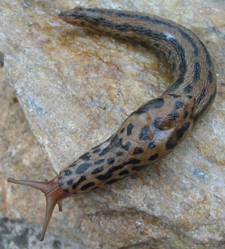 Limax maximus 5.jpg © Snek01