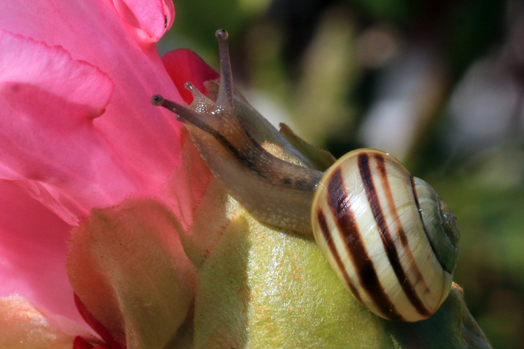 White-lipped snail (Cepaea hortensis) on rhododendron.jpg © Charlesjsharp