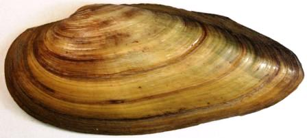 Unio pictorum.jpg © No machine-readable author provided. Emma78 assumed (based on copyright claims).