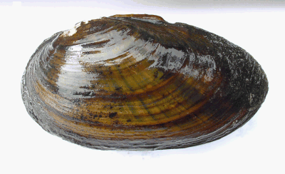Thick shelled river mussel - Unio crassus.gif © Douda K