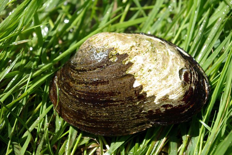 Potomida littoralis 01 by-dpc.jpg © David Perez