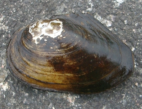 Anodonta anatina1.jpg © Joel Berglund