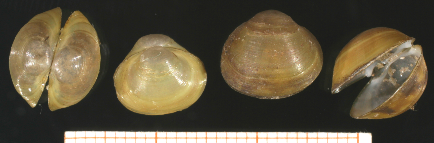 Sphaerium corneum.jpg © Francisco Welter Schultes