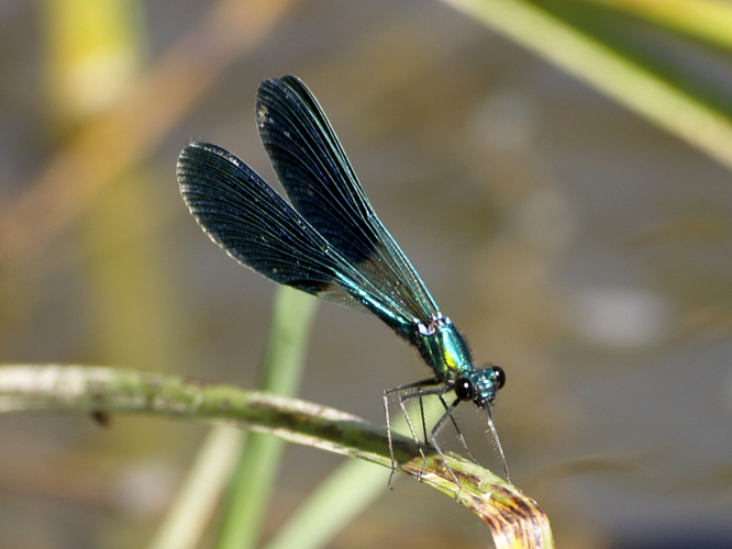 Calopteryx xanthostoma mascle.jpg © Fturmo