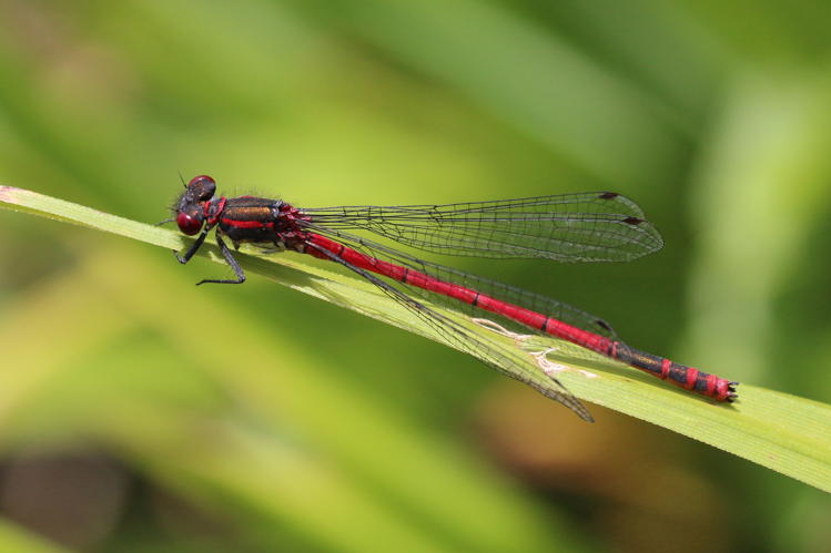 Large red damselfly (Pyrrhosoma nymphula) male Dry Sandford.jpg © Charlesjsharp