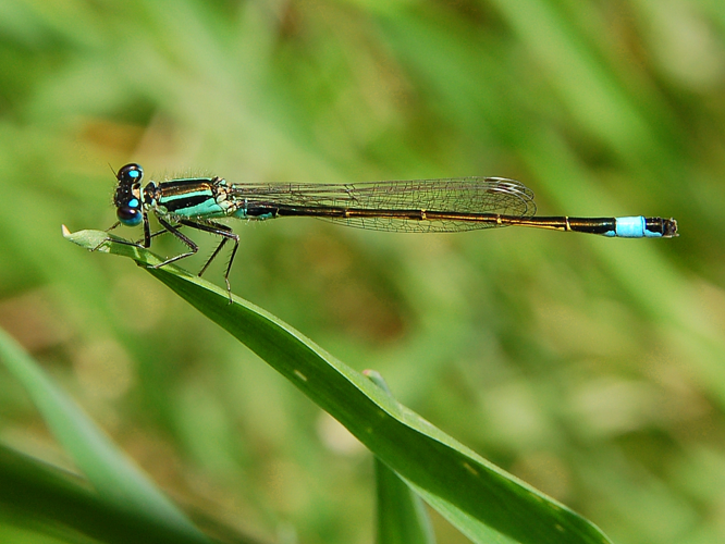 Ischunura elegans Luc Viatour.JPG © Lviatour