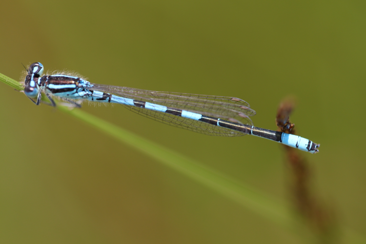 Dainty Damselfly (9254957985).jpg © Alastair Rae from London, United Kingdom