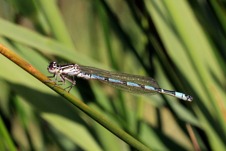 Southern damselfly (Coenagrion mercuriale) immature male Parsonage Moor.jpg © Charlesjsharp