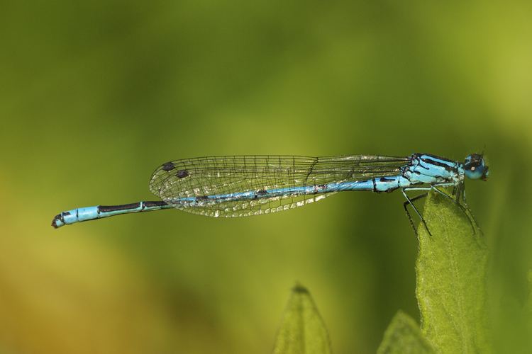 Coenagrion puella LC0315.jpg © Jörg Hempel