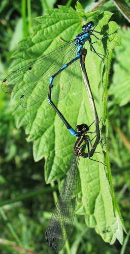 Fledermaus-Azurjungfer Coenagrion pulchellum 1.jpg © Darkone