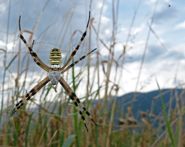 Argiope bruennichi (Female).jpg © Andrea Bonifazi