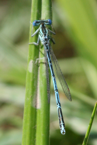 Platycnemis pennipes male Weinsberg 20070607 1.jpg © Rosenzweig