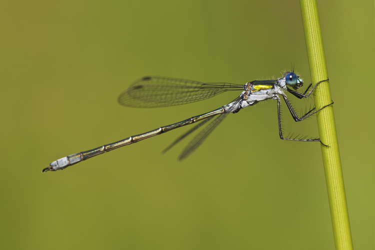 Lestes sponsa LC0314.jpg © Jörg Hempel