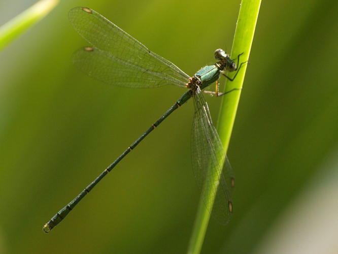 Lestes viridis mascle.jpg © Fturmo