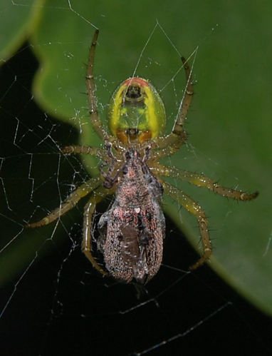 Araniella opisthographa w 080514.jpg © Accipiter, (R. Altenkamp, Berlin)