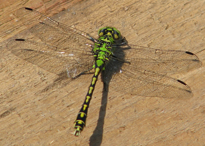 Ophiogomphus cecilia IMG 4225.jpg © Varel from czech wikipedia