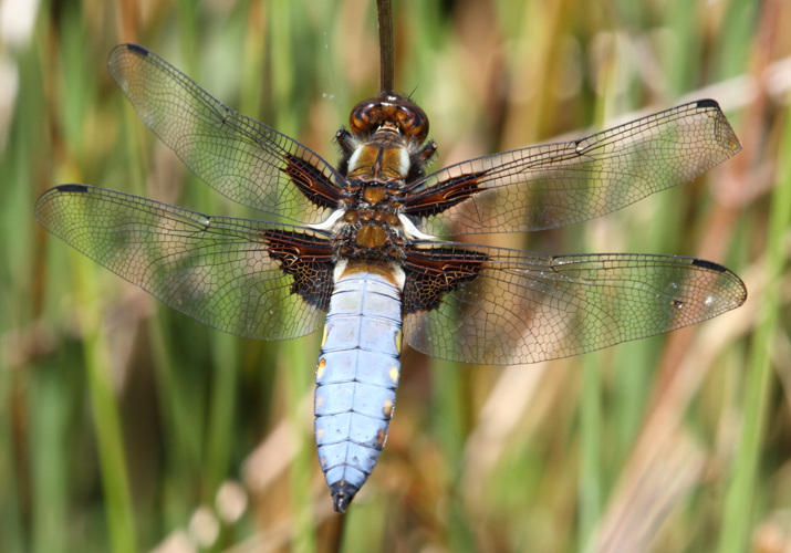 Libellula depressa Picellwr praff.jpg © Alun Williams333