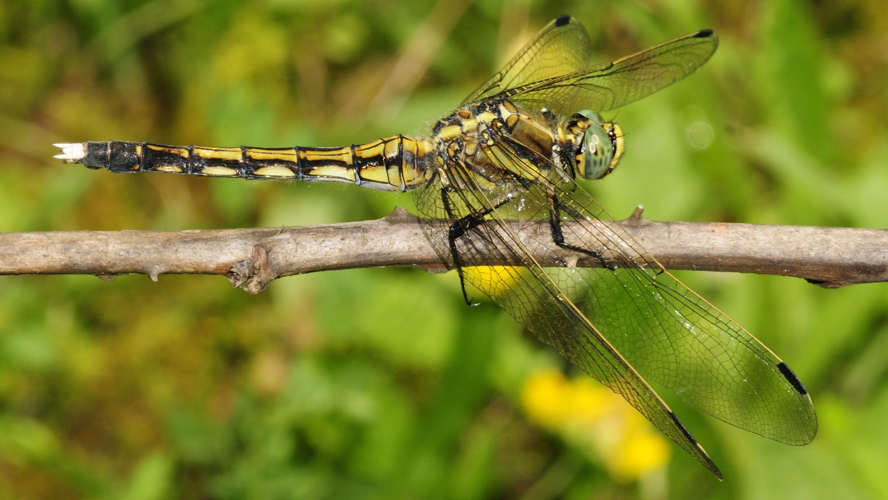 Orthetrum albistylum (young female) (3).JPG © Philipp Weigell