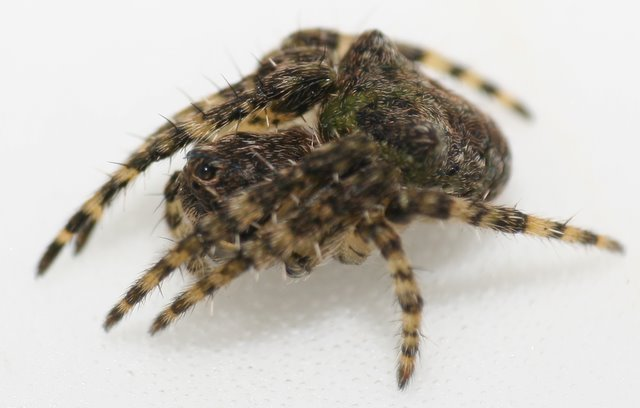 Gibbaranea gibbosa.jpg © Benedikt