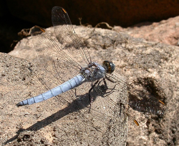 Orthetrum brunneum.jpg © Hydro