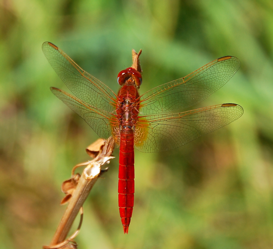 Darter August 2007-8.jpg © Alvesgaspar