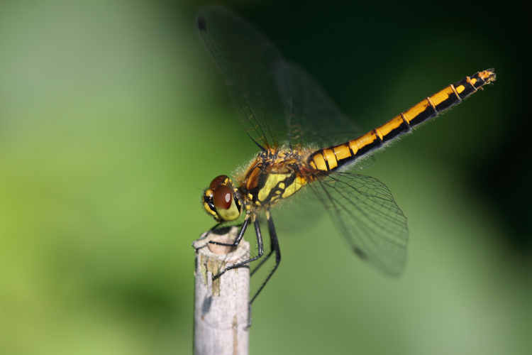 Sympetrum danae 3(loz).jpg © Loz (L. B. Tettenborn)