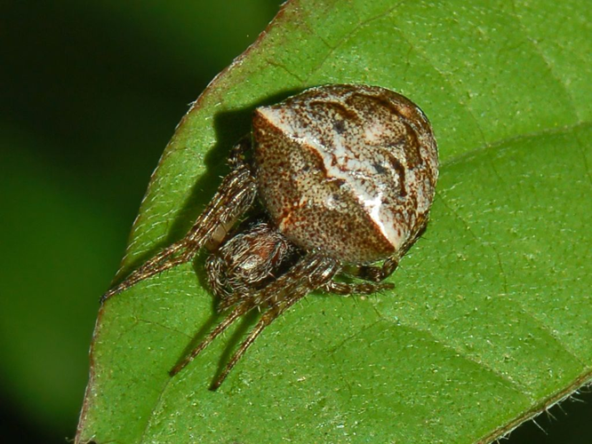 Araneidae - Gibbaranea bituberculata-1.JPG © Hectonichus
