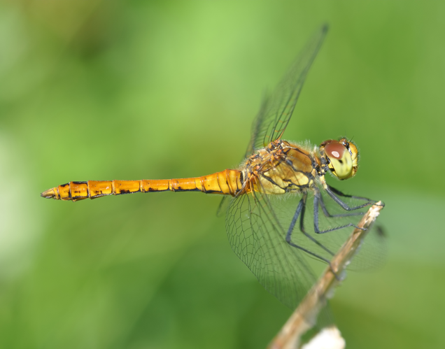 Sympetrum sanguineum qtl4.jpg © Quartl