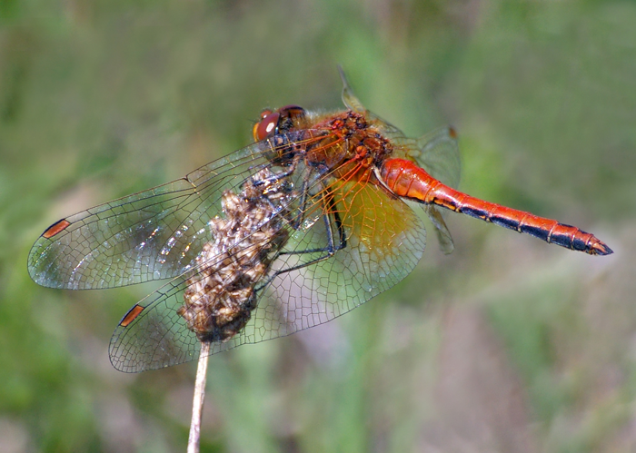 Sympetrum Flaveolum.jpg © Christian Fischer