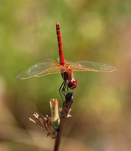 Darter August 2007-6.jpg © Alvesgaspar