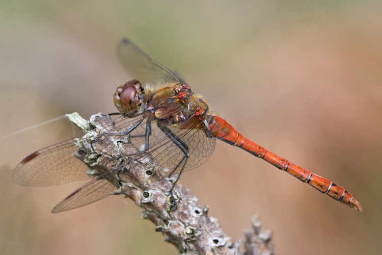 Sympetrum striolatum 3(loz).jpg © Loz (L. B. Tettenborn)