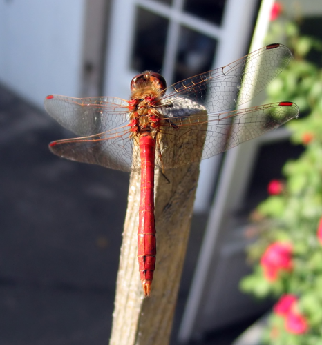 Sympetrum vulgatum M 3419.jpg © Darkone