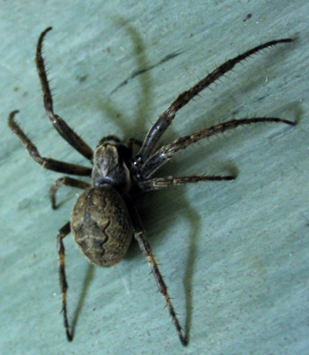 Spaltenkreuzspinne Nuctenea umbricata 1.jpg © de:Benutzer:DarkOne