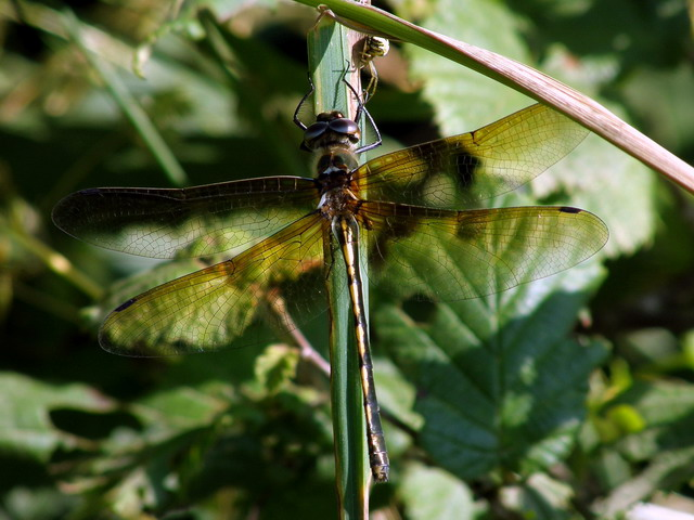 Oxygastra curtisii.jpg © Régis KRIEG-JACQUIER RKJ