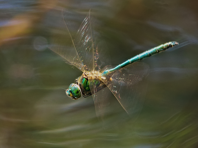 2013.07.07.-3-Drosedow--Glaenzende Smaragdlibelle-Maennchen im Flug.jpg © Andreas Eichler