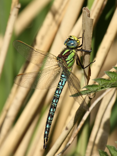 Hairy Dragonfly (Brachytron pratense).jpg © Danny Chapman