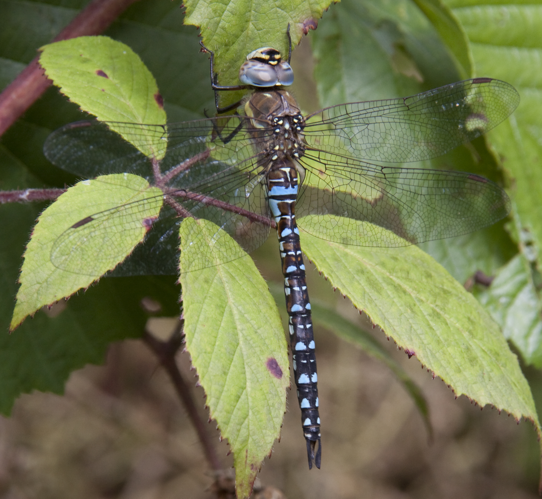 Aeshna juncea 2.jpg © Tony Hisgett from Birmingham, UK