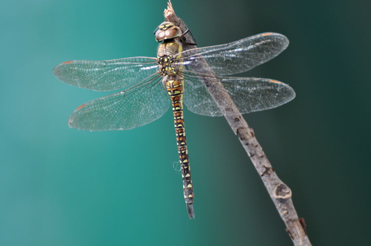 Top view elder female in Hamburg.JPG © Bine rieke bernie