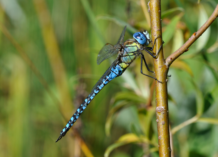 Aeshna affinis qtl1.jpg © Quartl