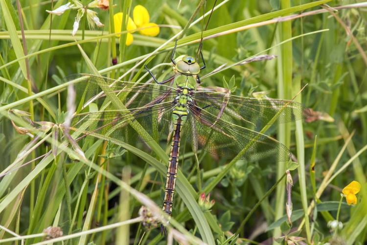 Emperor dragonfly (Anax imperator) female.JPG © Charlesjsharp