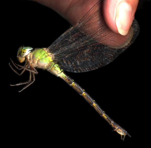 Anax parthenope1.JPG © Tomomarusan