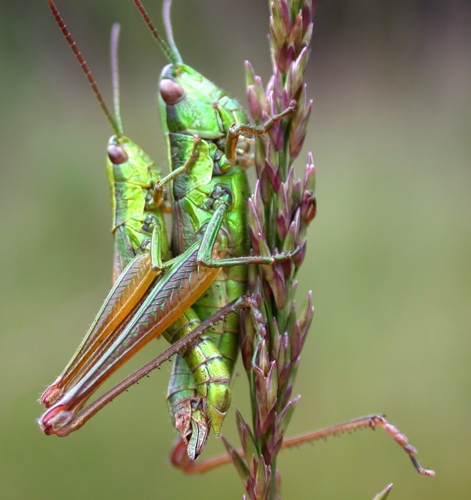Euthystira brachyptera mating.jpg © PaulT