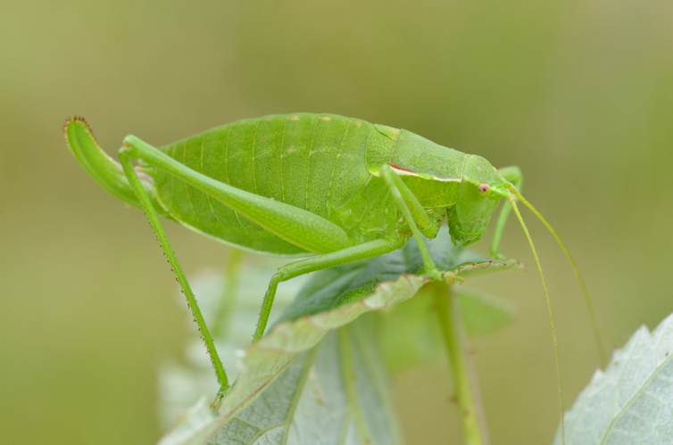 Isophya pyrenaea female (14847767079).jpg © Gilles San Martin from Namur, Belgium
