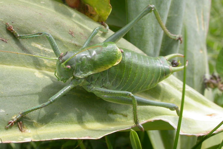 Polysarcus denticauda (2388967944).jpg © Gilles San Martin from Namur, Belgium